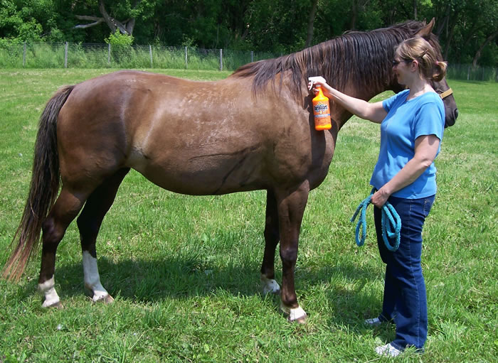 horse health products